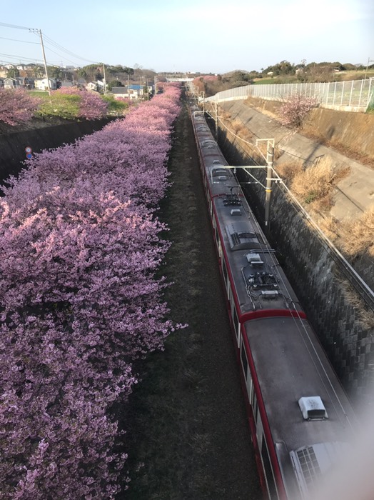 京浜急行と桜