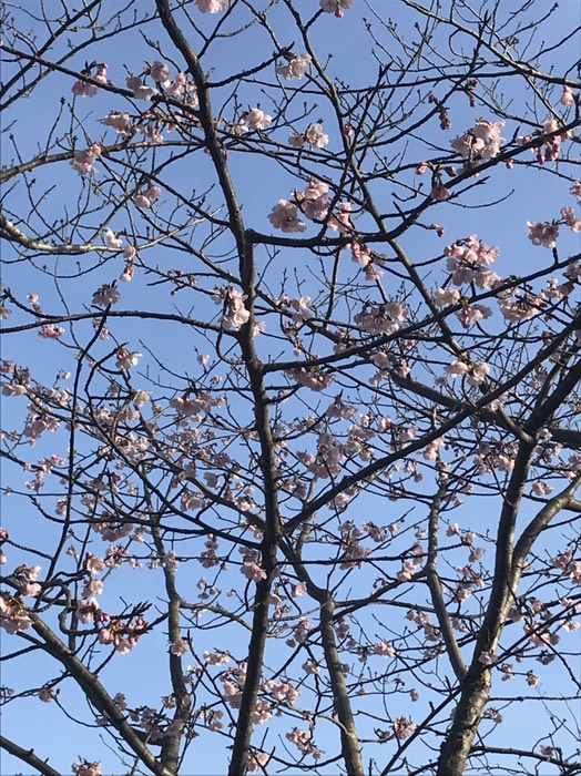 桜