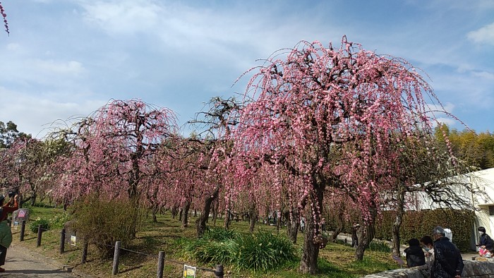 名古屋市農業センター 垂れ梅