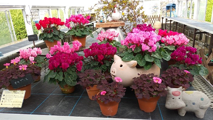温室 シクラメン