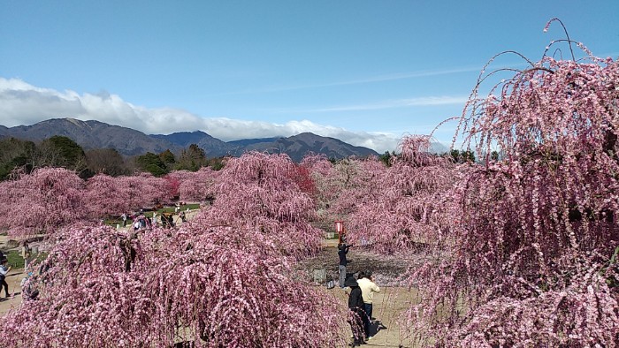 見晴らし台 より