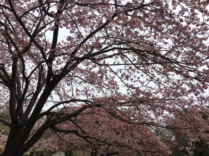 大寒桜というらしい