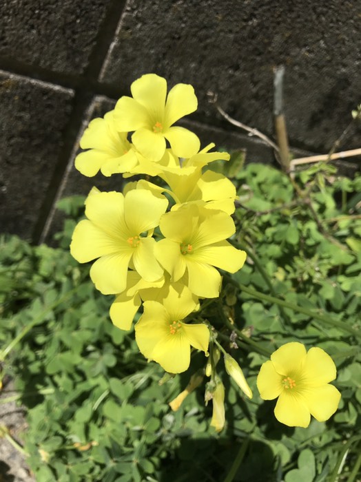 オオキバナカタバミ