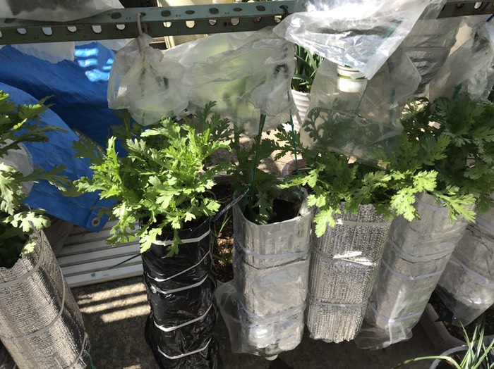 ペットボトル栽培？