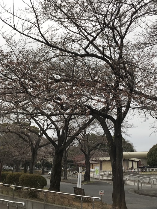 桜開花調査スタート