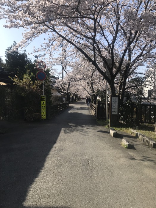 秋月の桜街道