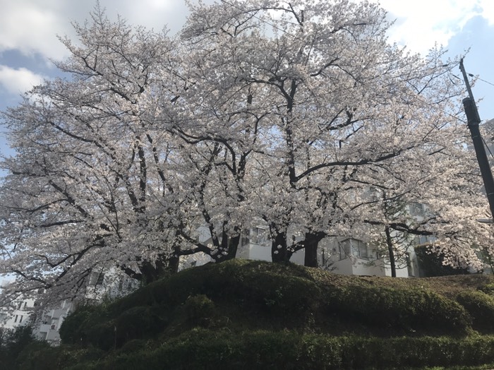 ご近所桜