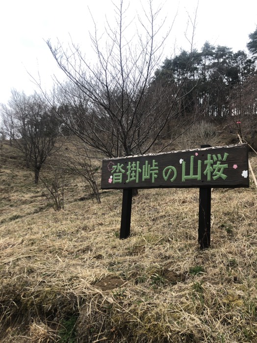 沓掛峠の桜くつかけとうげ