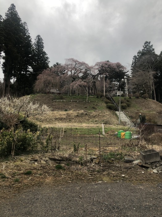 外大野のしだれ桜