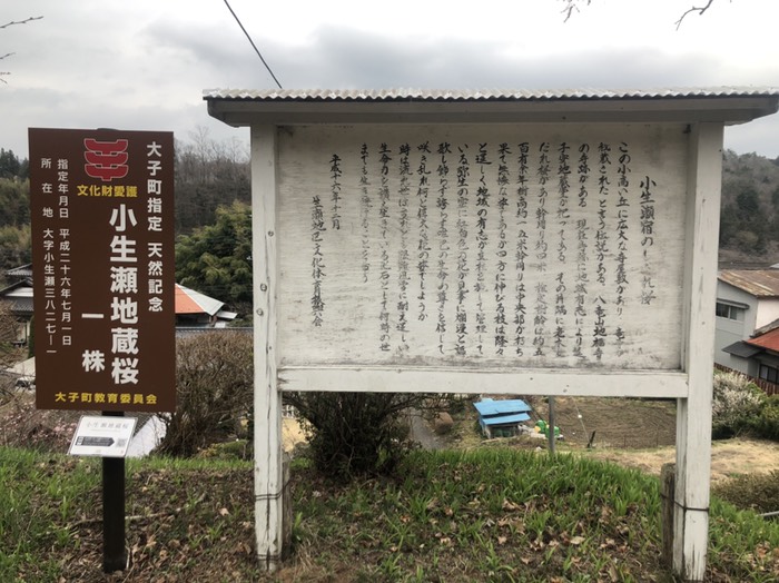 小生瀬地蔵桜こなませ