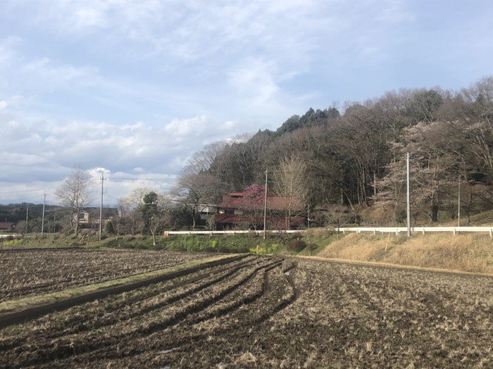 桜山３分咲き3月末