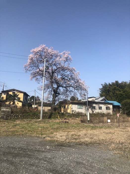 寒川交差点の民家の1本桜