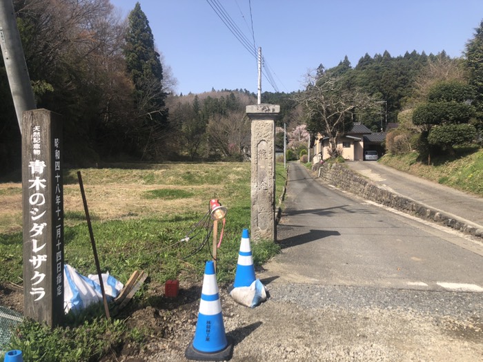 大田原市の銘木青木のしだれ桜