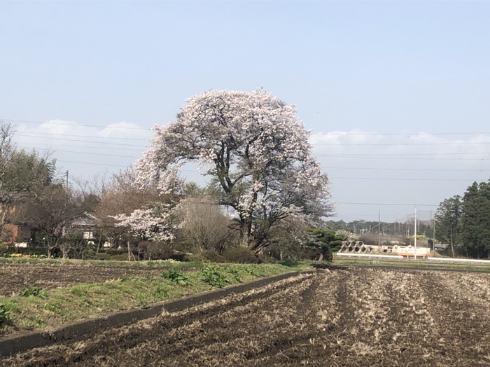 民間の庭の桜