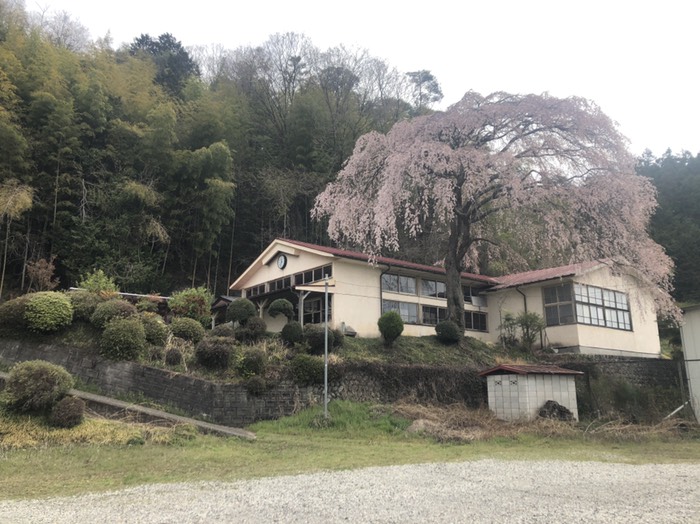 北野上小学校、満開近く曇り