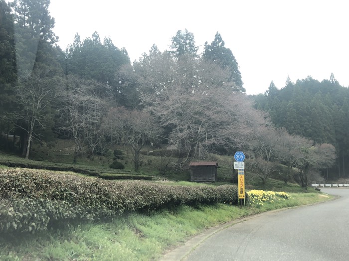 曲がり角の大桜蕾
