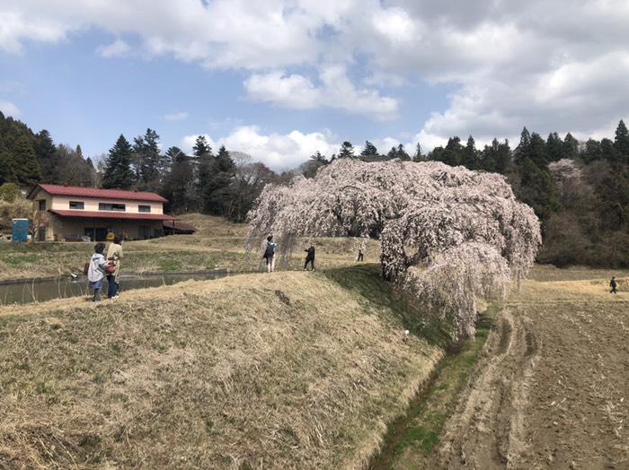 花園地蔵の枝垂れ桜　満開