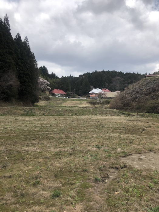 火打ち石の枝垂れ桜（曇り）
