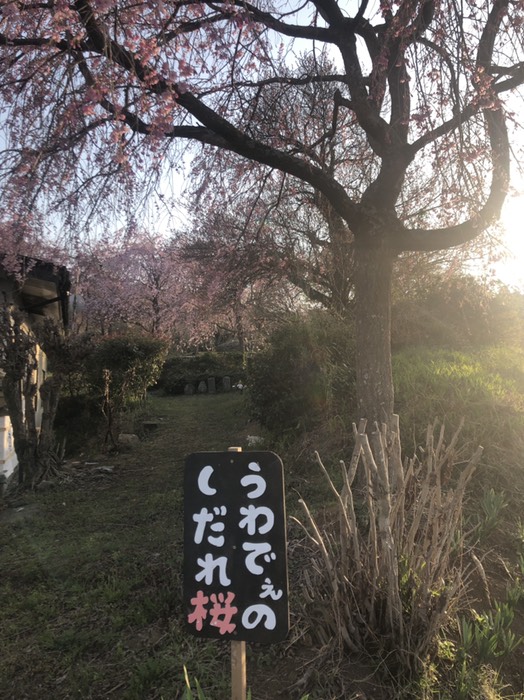 うわでんの枝垂れ桜　満開
