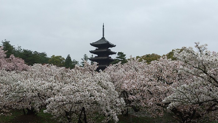 御室桜と五重塔
