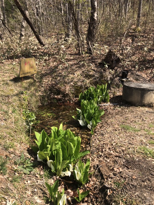 ペグマタイト鉱脈の神社Pの水芭蕉