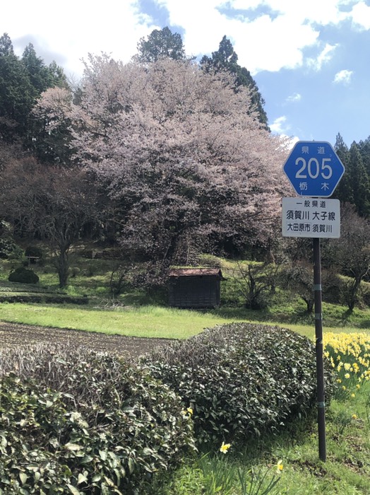 奥久慈への曲がり角の桜満開