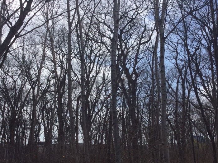 アオサギコロニー