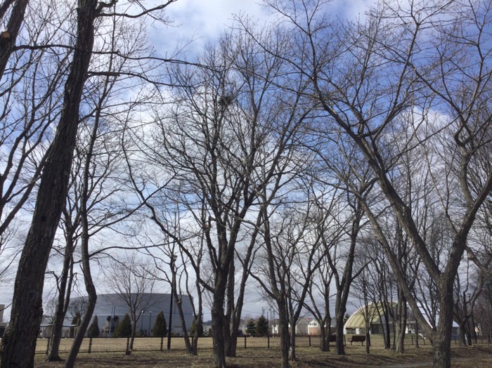 カラスだろうな