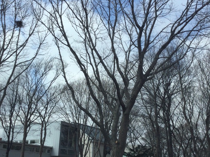 右巣にカラス入ってる