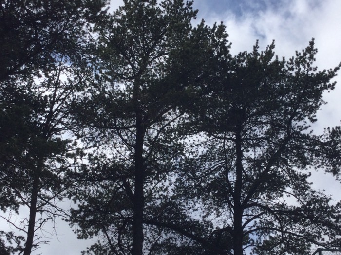 カラスだろうな