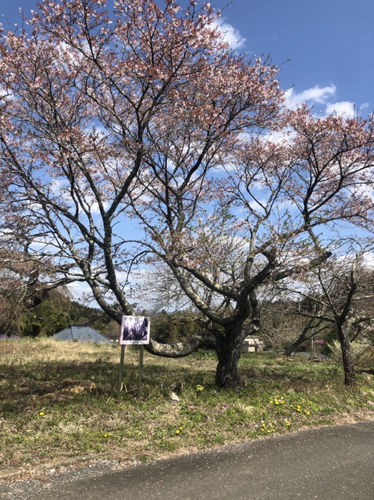 相川の枝垂れ桜、終わり