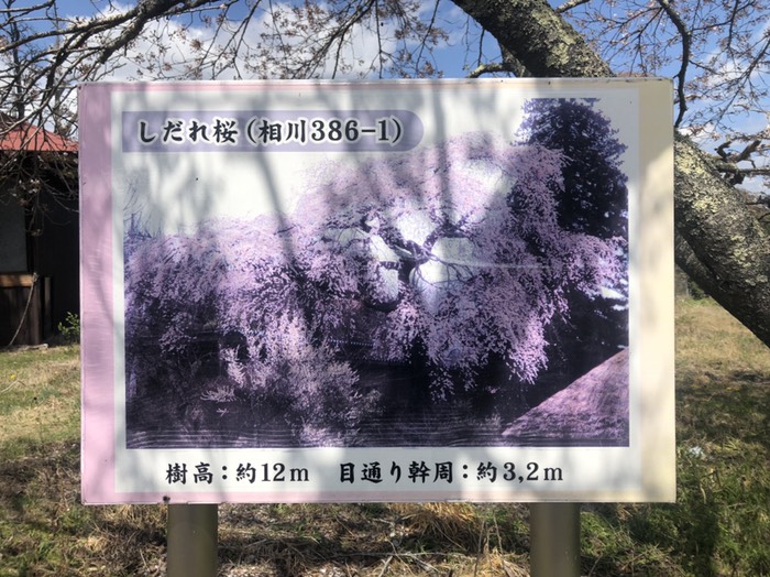 相川川の枝垂れ桜