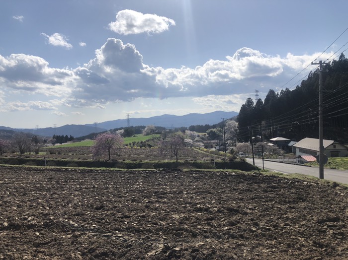 途中の桜の綺麗な牧場か？
