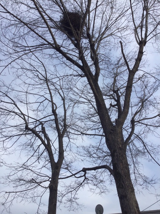 おおきいしペアいる