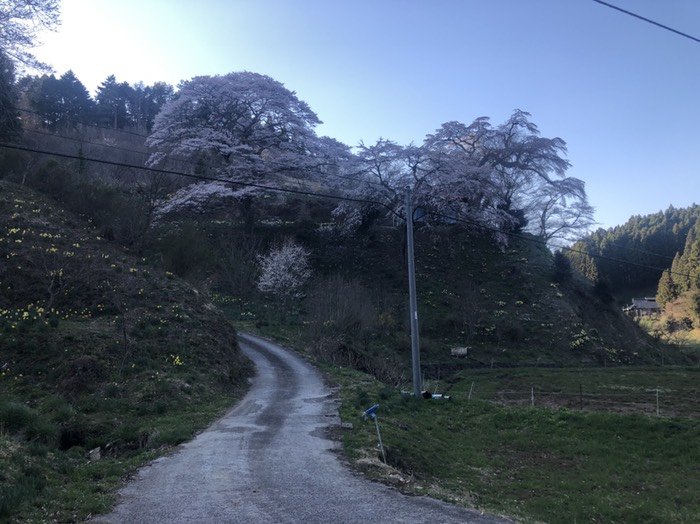 なばな名花地蔵の枝垂れ桜
