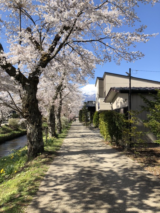 忍野八海　川沿いの道