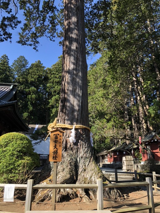 御神木　富士夫婦檜