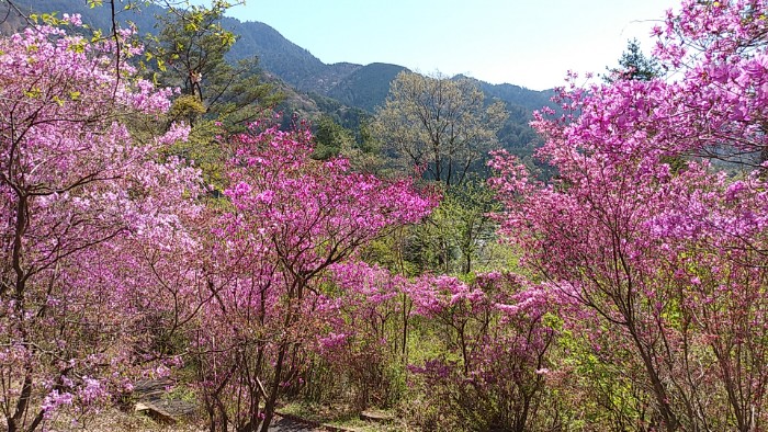 ミツバツツジ群生地