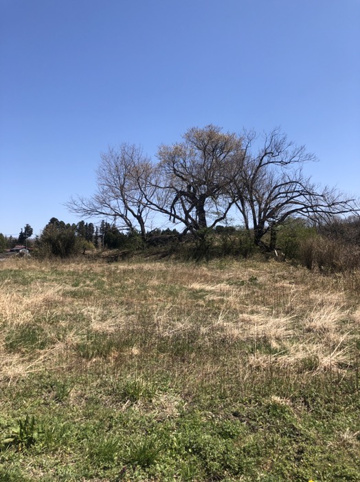 那須小学校裏の桜花終わり