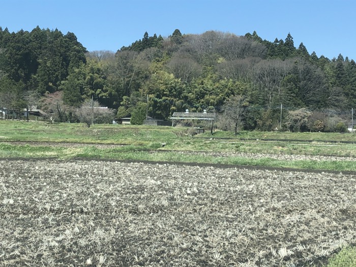 桜綺麗な農家、花終わり