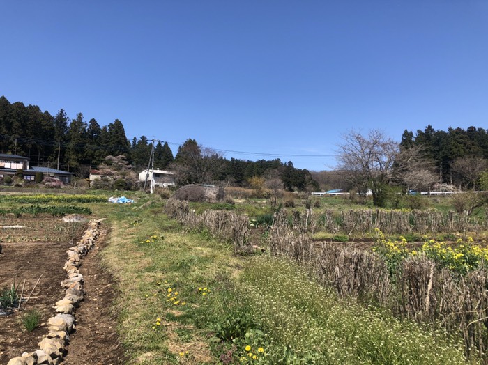ヤギのいる農家、桜終わり