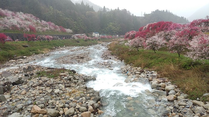花桃 本谷川