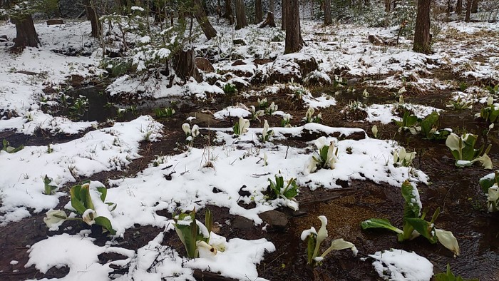 水芭蕉の群生地