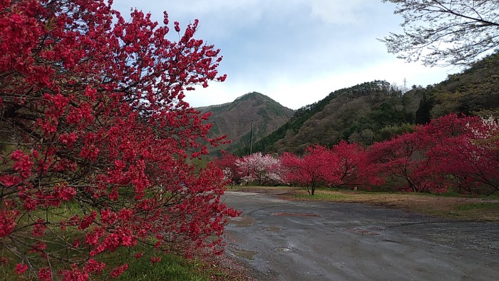 園原バス停付近