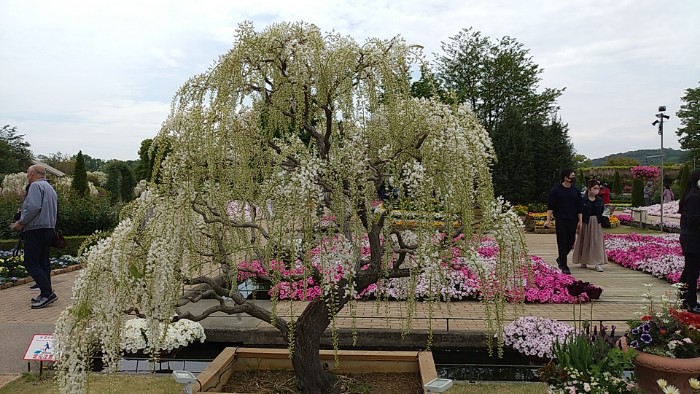 あしかがフラワーパーク