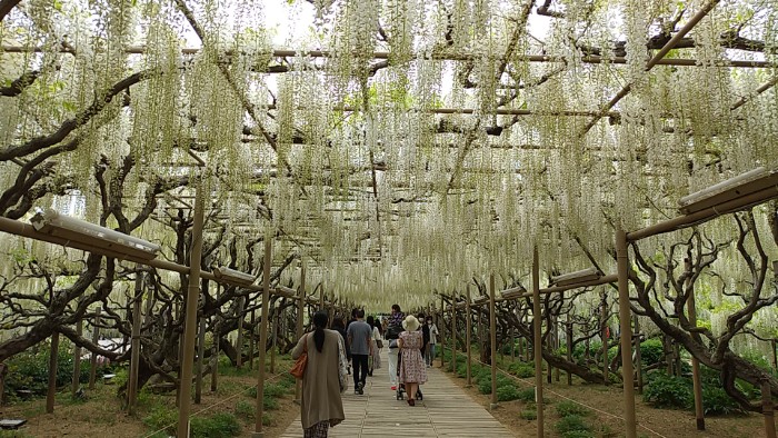 白藤のトンネル