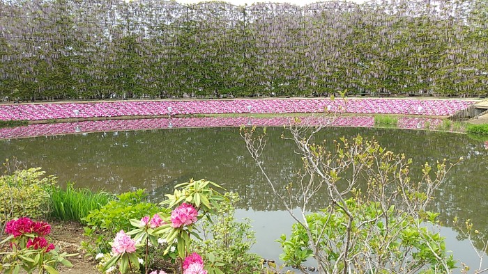 むらさき藤のスクリーン