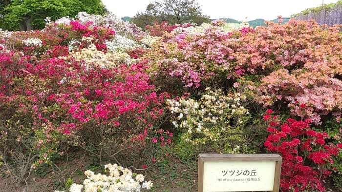 ツツジの丘
