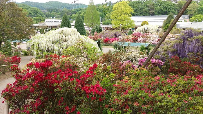あしかがフラワーパーク