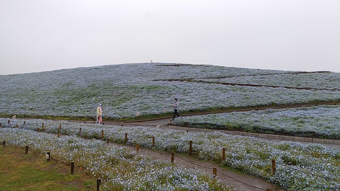 ひたちなか海浜公園 みはらしの丘